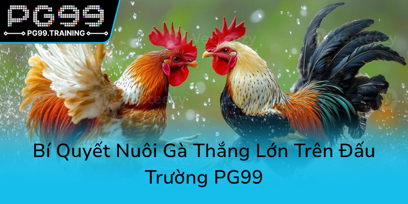 Đá Gà PG99 - Sân Chơi Trực Tuyến Uy Tín Mang Đến Sự Chuyên Nghiệp Trong Đá Gà Online 3 Bi Quyet Nuoi Ga Thang Lon Tren Dau Truong Pg990